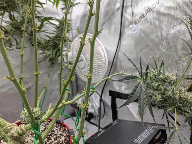 Freedom 35. Week 11 - F49 - Droopy stem on the FSx plant. Yoyo hangers arriving soon for some help!