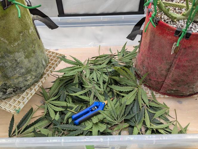 Freedom 35. Week 11 - Save a little time trimming later.