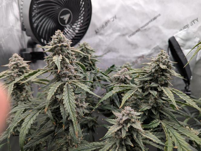 Freedom 35. Week 11 - F49 - DG group view.