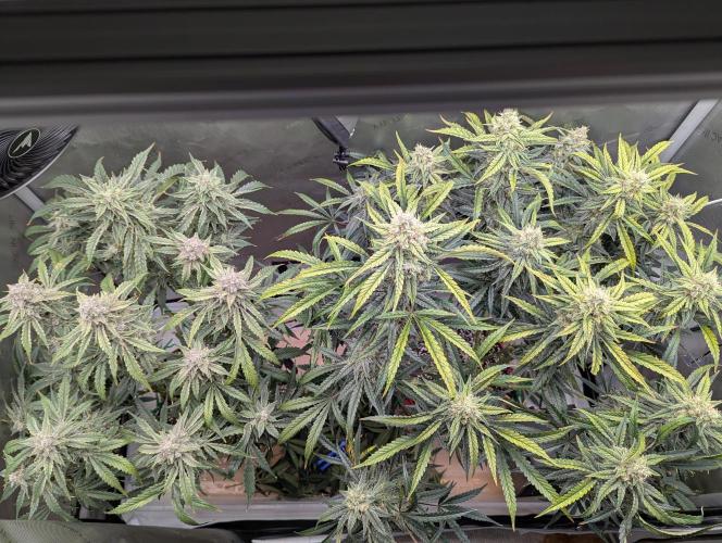 Freedom 35. Week 11 - F49 - DG on left, and FSx on right.