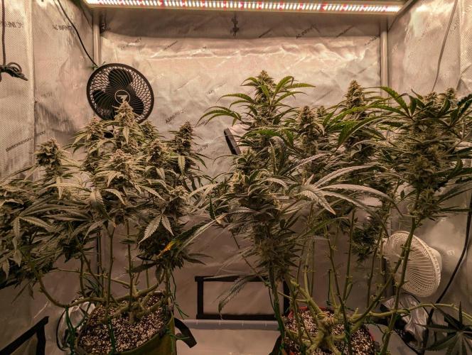 Freedom 35. Week 11 - F49 - Front view.