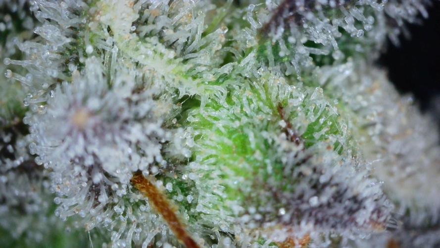 Freedom 35. Week 12 - F54 - DG trichomes #1