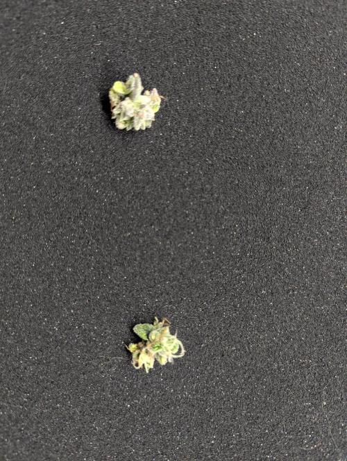 Freedom 35. Week 12 - F54 - Samples for scoping out trichomes