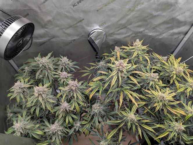 Freedom 35. Week 12 - F56 - Top down view. DG on left, FSx on right.