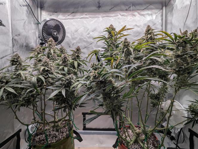 Freedom 35. Week 12 - F56 - Front view