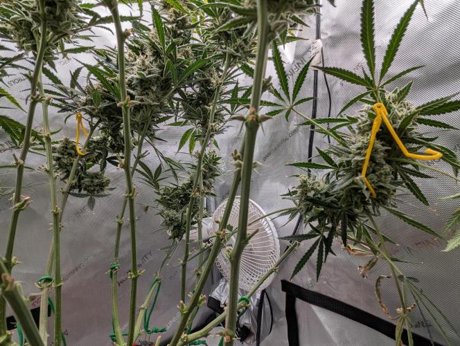 Freedom 35. Week 12 - F56 - Will adjust the yoyos later.