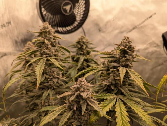 Freedom 35. Week 12 - F56 - DG group shot.