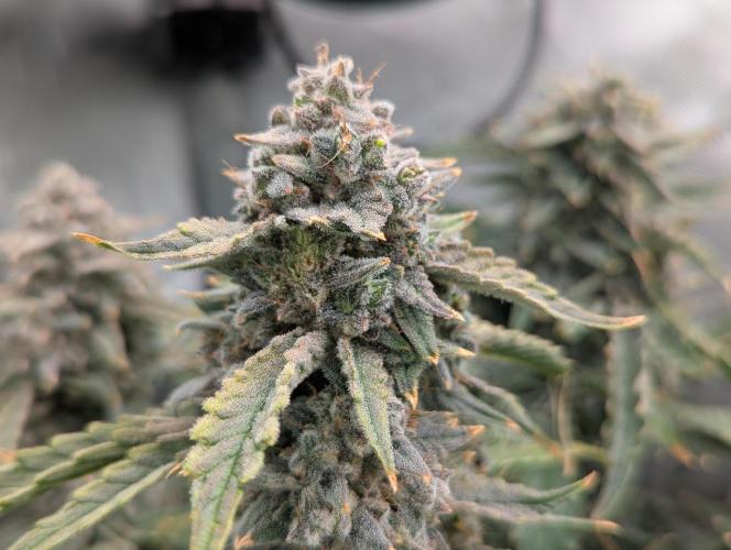 Freedom 35. Week 12 - F56 - DG up close. Can see area where sample taken.