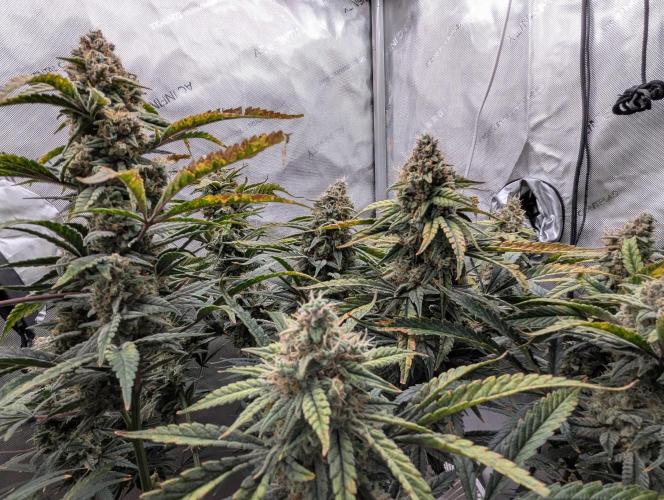 Freedom 35. Week 12 - F56 - FSx group shot.