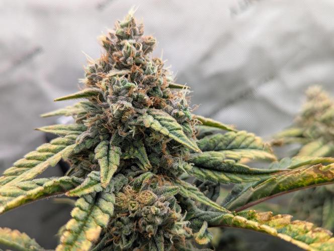 Freedom 35. Week 12 - F56 - FSx closeup.