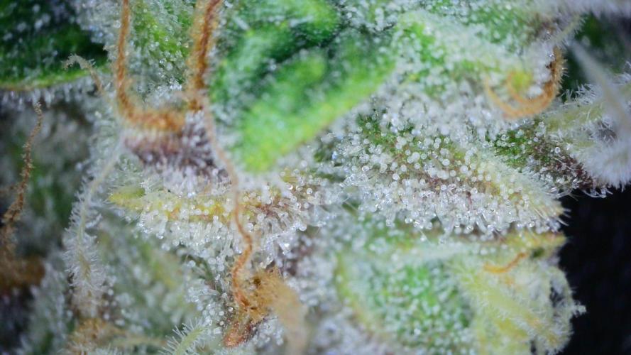 Freedom 35. Week 12 - F54 - FSx trichomes #2