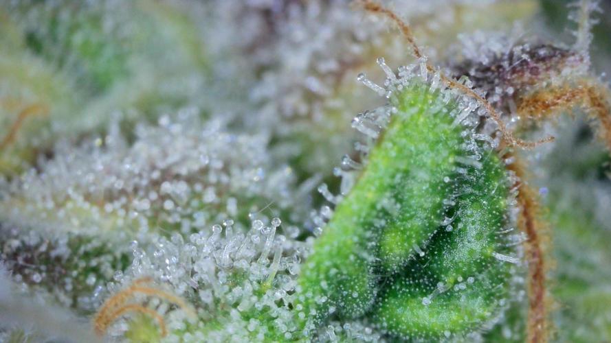 Freedom 35. Week 12 - F54 - FSx trichomes #1