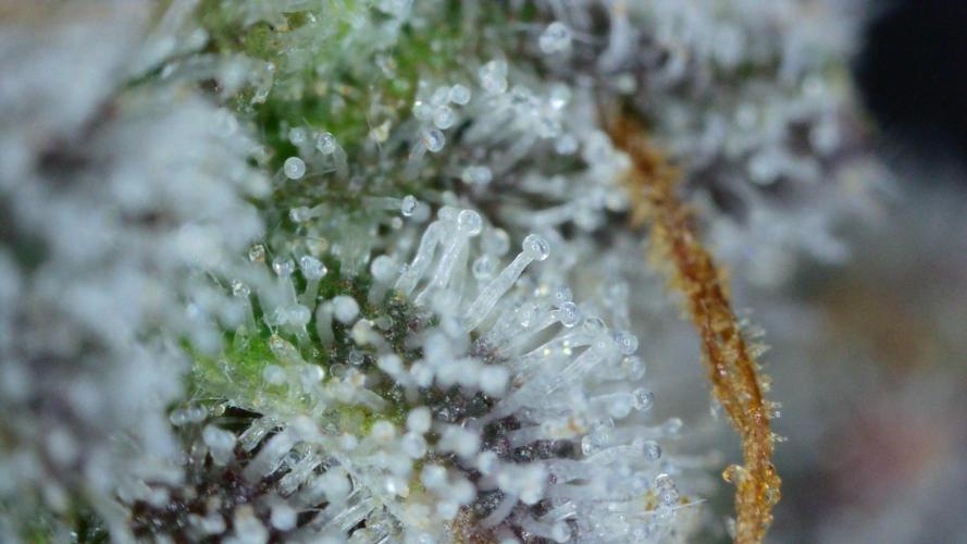 Freedom 35. Week 12 - F54 - DG trichomes #2