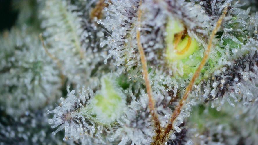 Freedom 35. Week 13 - F61 - DG trichomes