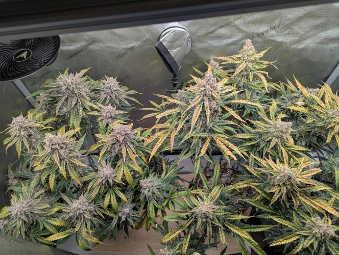 Freedom 35. Week 13 - F63 - Top down view, DG on left and FSx on right.