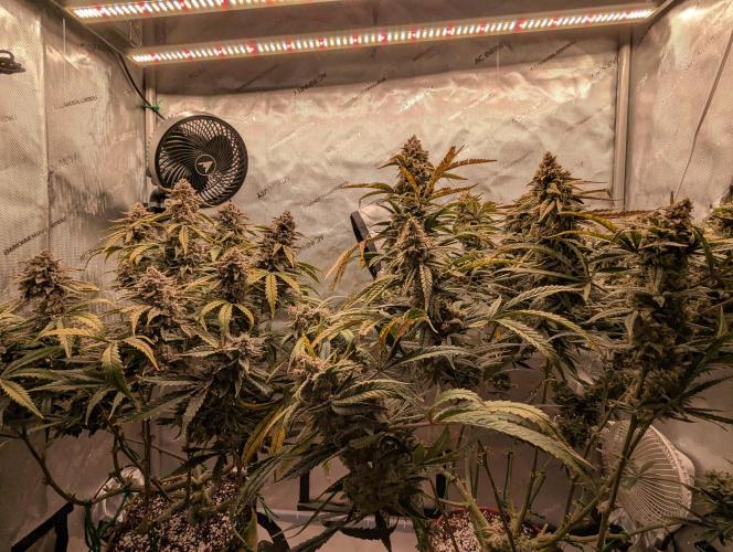 Freedom 35. Week 13 - F63 - Front view.