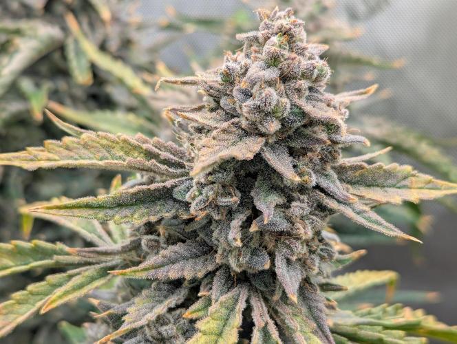 Freedom 35. Week 13 - F63 - DG close up.