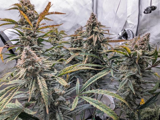 Freedom 35. Week 13 - F63 - FSx group shot.