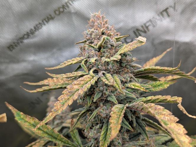 Freedom 35. Week 13 - F63 - FSx closeup.