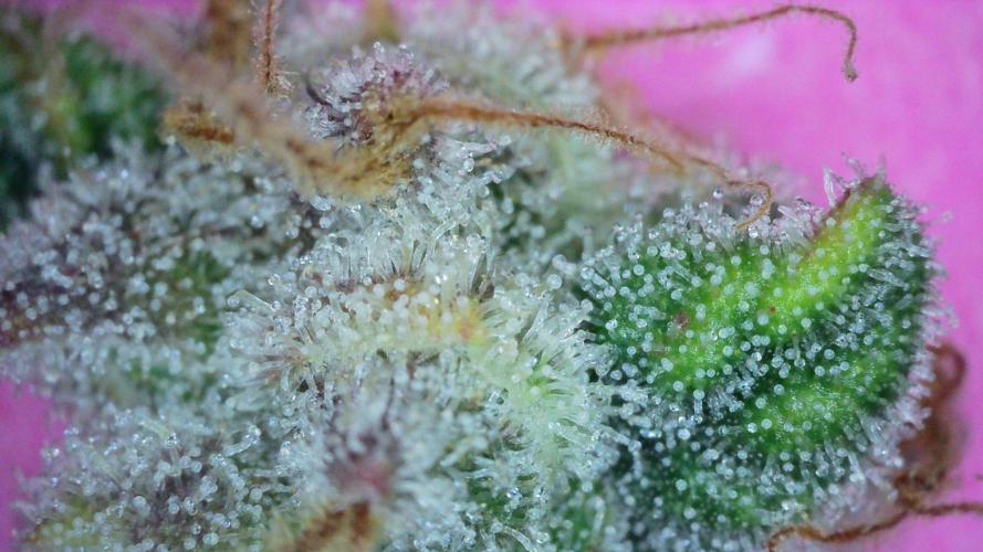 Freedom 35. Week 13 - F61 - FSx trichomes