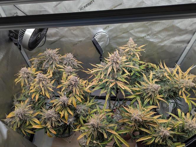 Freedom 35. Week 14 - F70 - Top down view. DG on left, FSx on right.