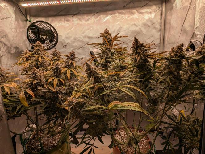 Freedom 35. Week 14 - F70 - Front  view.