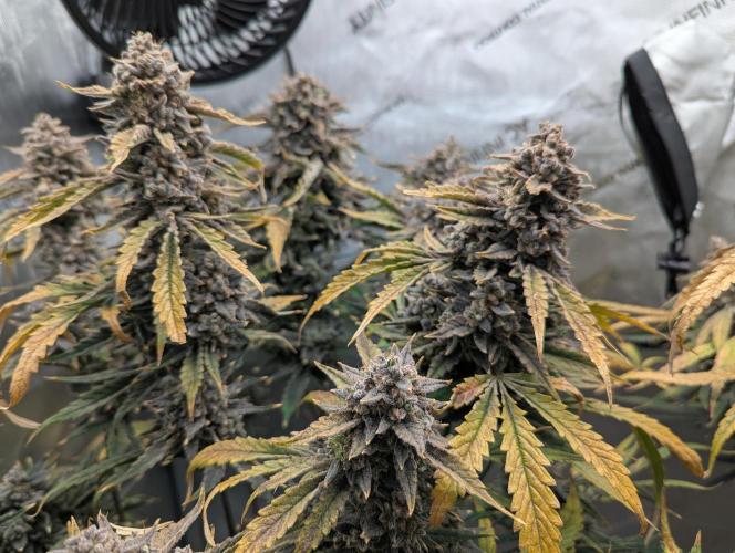 Freedom 35. Week 14 - F70 - Final DG group shot before chop.