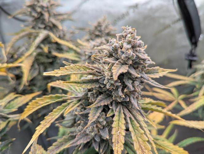 Freedom 35. Week 14 - F70 - Final DG bud closeup.