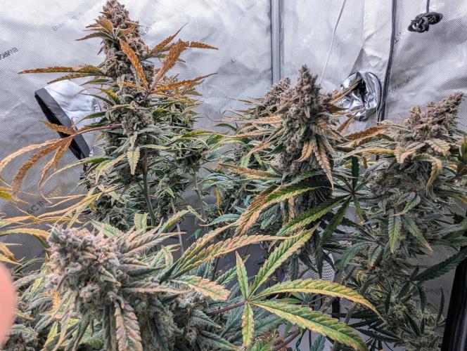 Freedom 35. Week 14 - F70 - FSx group shot.