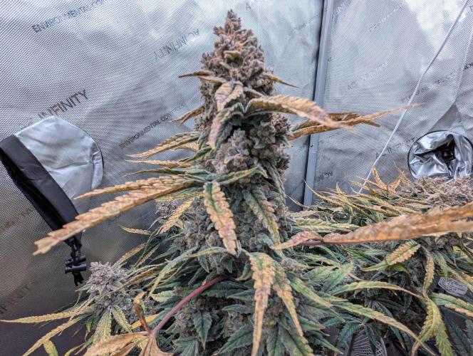 Freedom 35. Week 14 - F70 - FSx bud closeup.