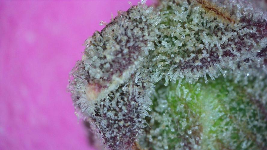 Freedom 35. Week 14 - F69 - FSx trich shot #1.