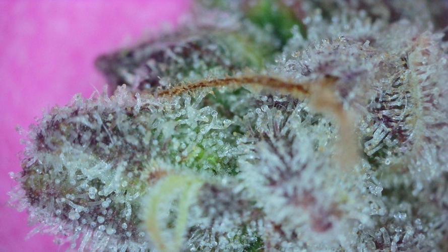 Freedom 35. Week 14 - F59 - FSx trich shot #2.