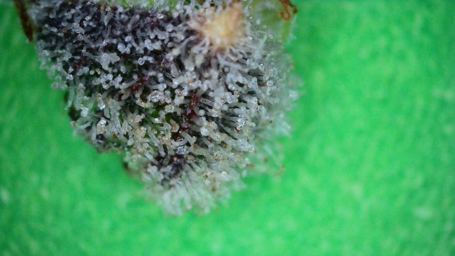 Freedom 35. Week 14 - F69 - DG trich shot #2.