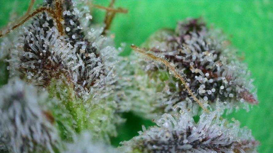 Freedom 35. Week 14 - F69 - DG trich shot #1. Good amount of amber, right?