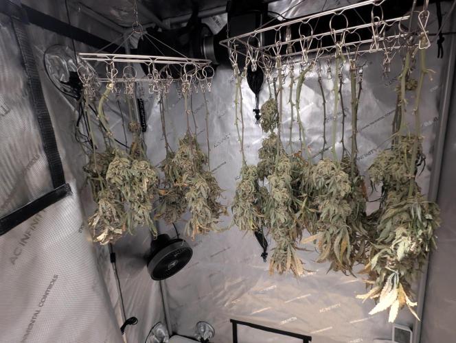 Freedom 35. Week 15 - Both plants chopped and drying.