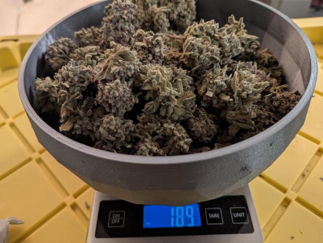 Freedom 35. Week 15 - Final weight of DG.