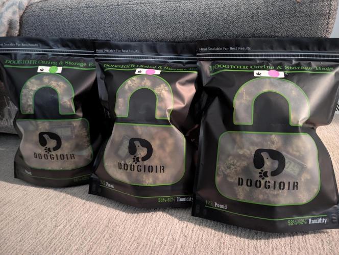 Freedom 35. Week 15 - Final product for both plants in 3 x 1/2 lb grove bags.