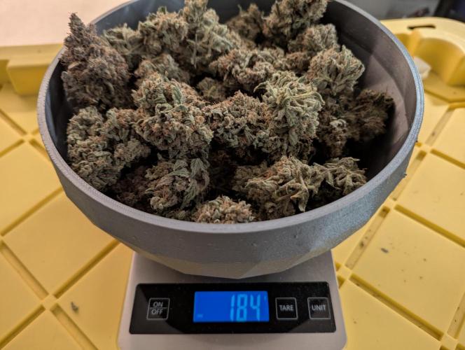 Freedom 35. Week 15 - Weighing bowl #2 for FSx