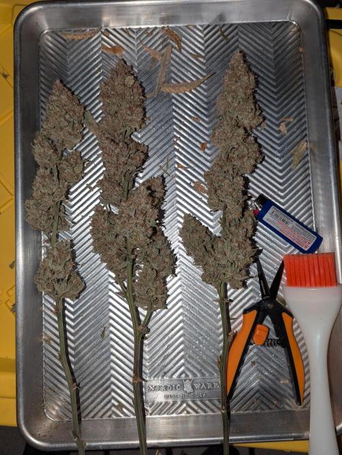 Freedom 35. Week 15 - Some FSx buds trimmed. Canna brush bc I'm lazy.