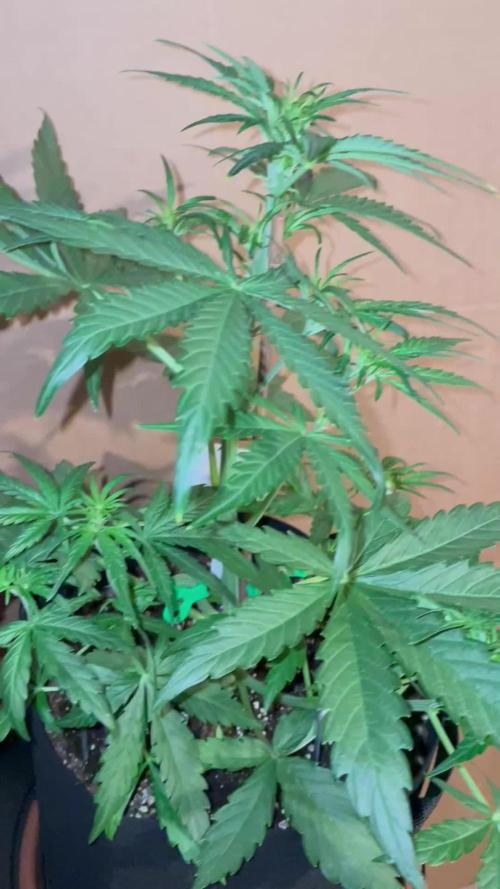 Lemonberry Haze automatic