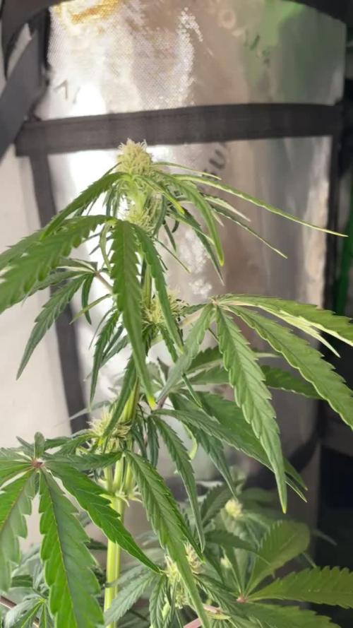 Lemonberry Haze automatic