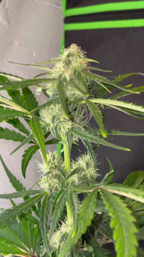 Lemonberry Haze automatic