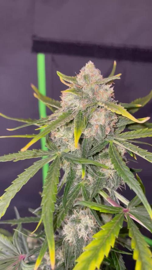 Lemonberry Haze automatic