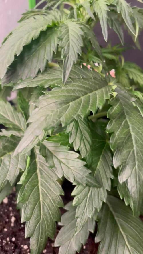 Strawberry Haze Auto