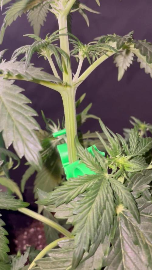 Strawberry Haze Auto