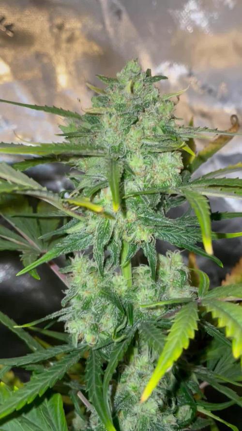 Lemonberry Haze automatic