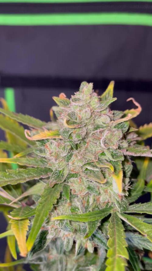 Lemonberry Haze automatic