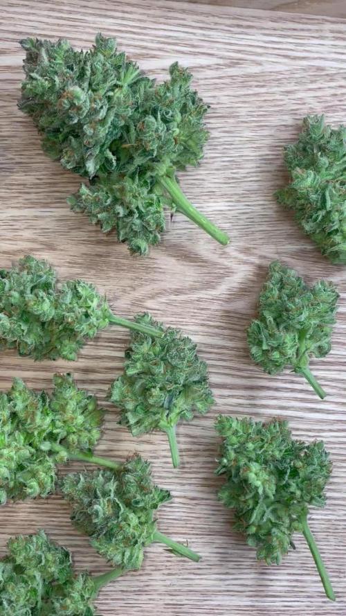 Lemonberry Haze automatic