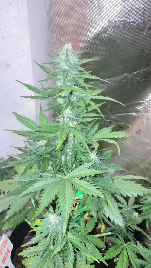 Strawberry Haze Auto