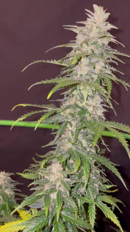 Strawberry Haze Auto